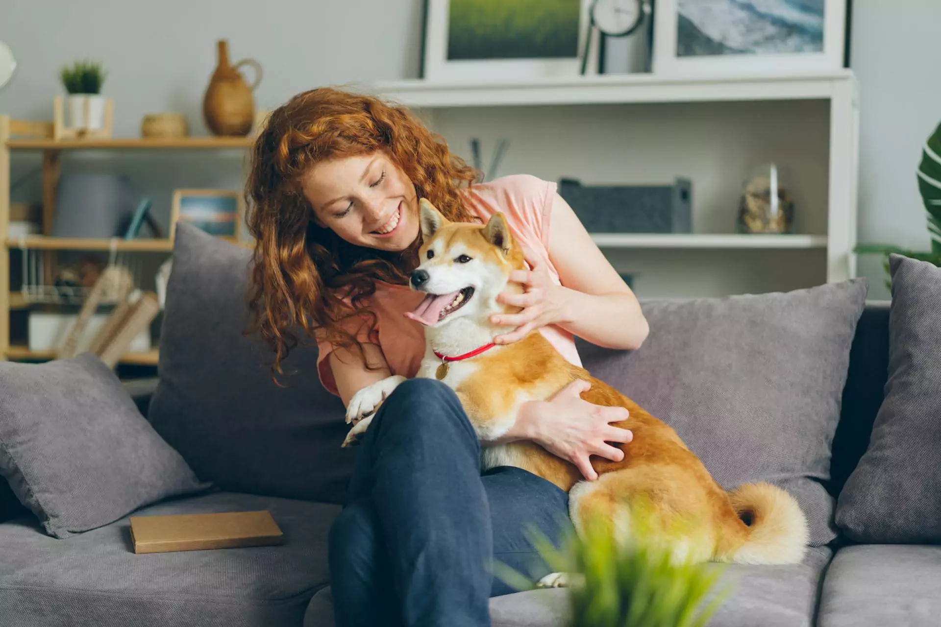 image of dog on couch